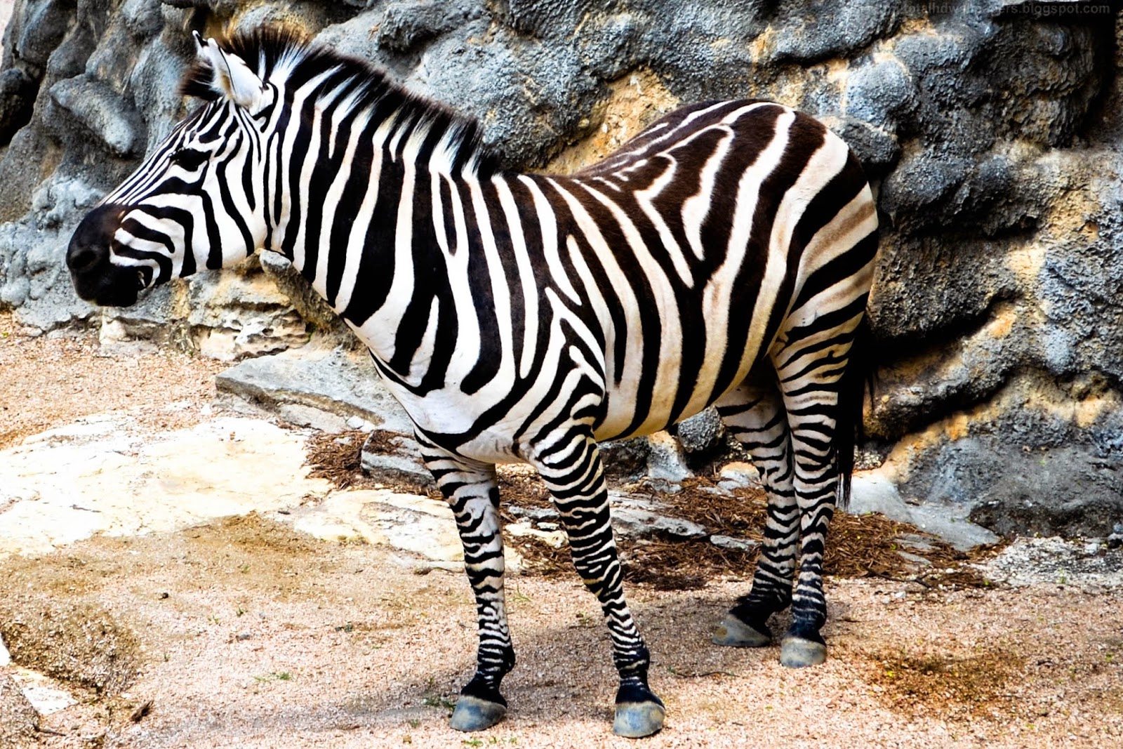 Beautiful Wallpapers for Desktop Zebra HD Wallpapers