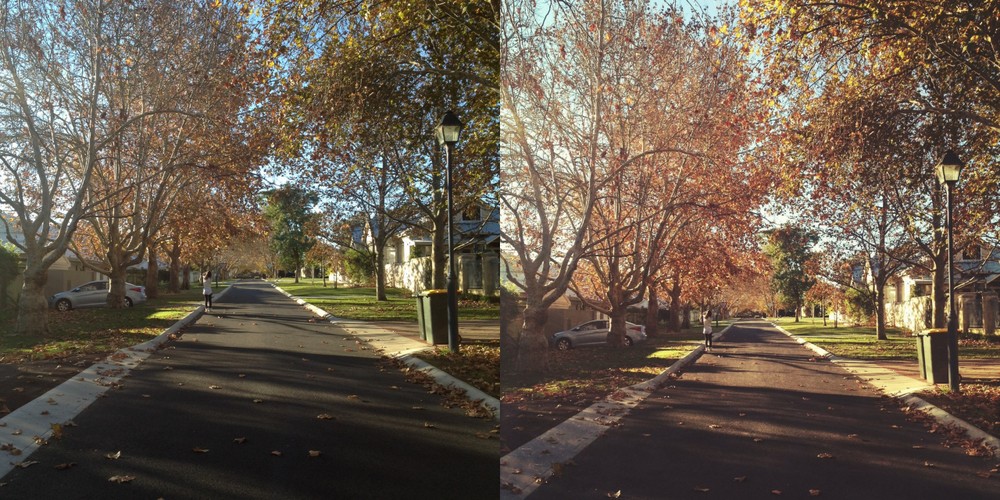 a road of maple trees in perth maple trees in claremont