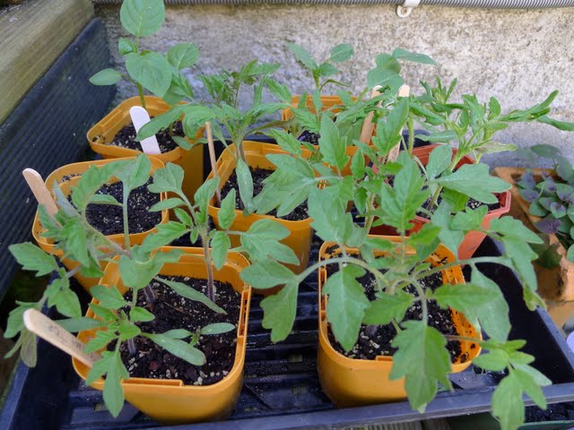 Can A Tomato Plant Have Too Many Tomatoes?