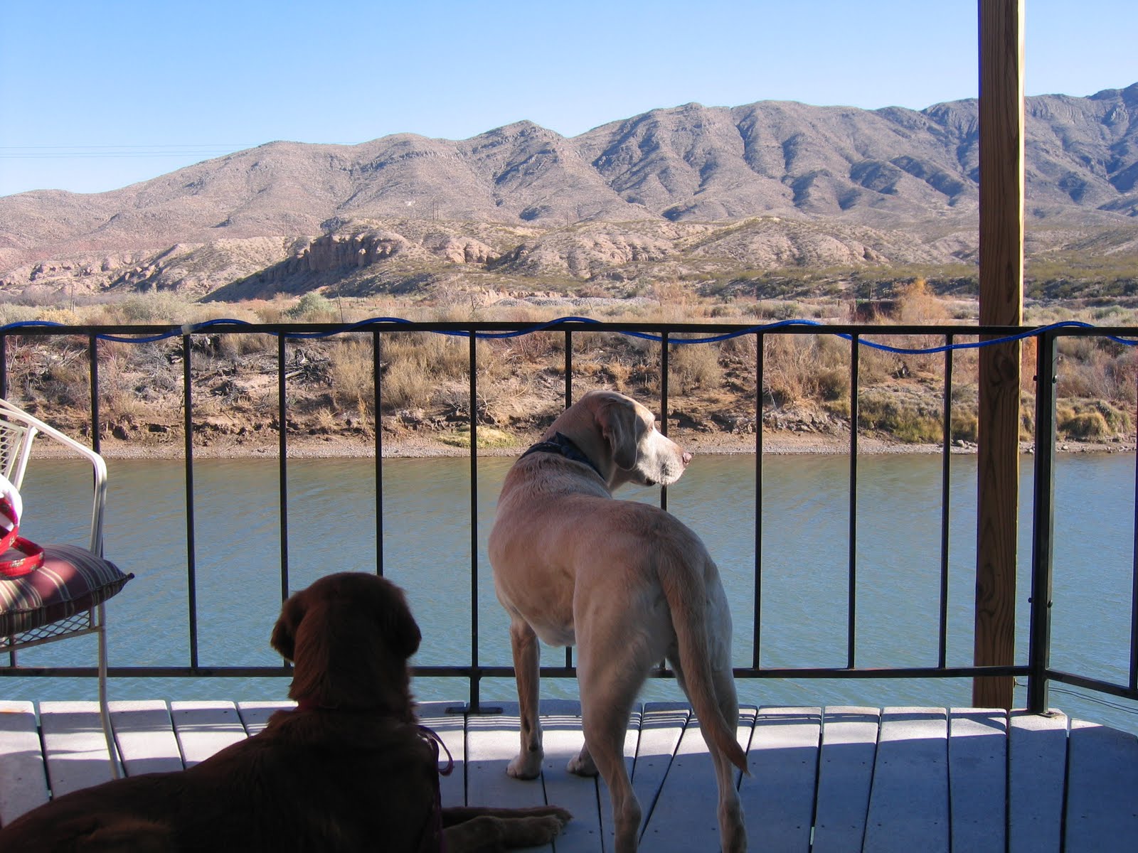 Dog Friendly Places To Stay In Galveston Tx Dog Friendly Places To Stay In Galveston Tx
