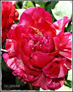 paeonia