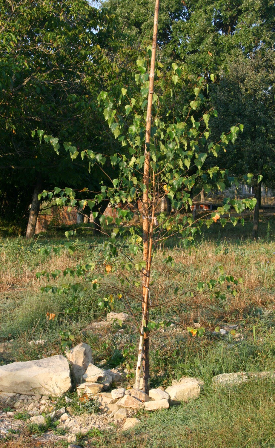 Silver Birch growing well Silver Birch growing well