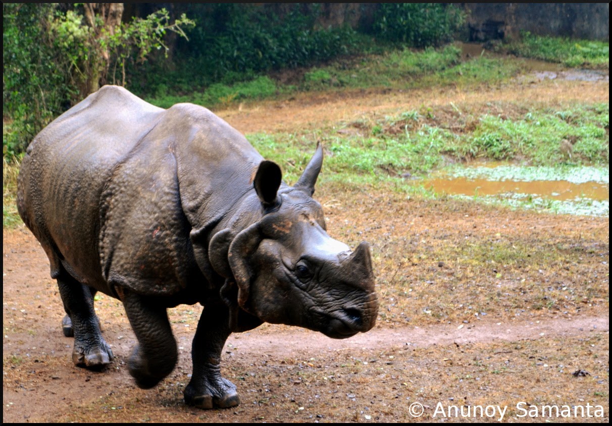 Glimpses of Nandankanan Zoological Park