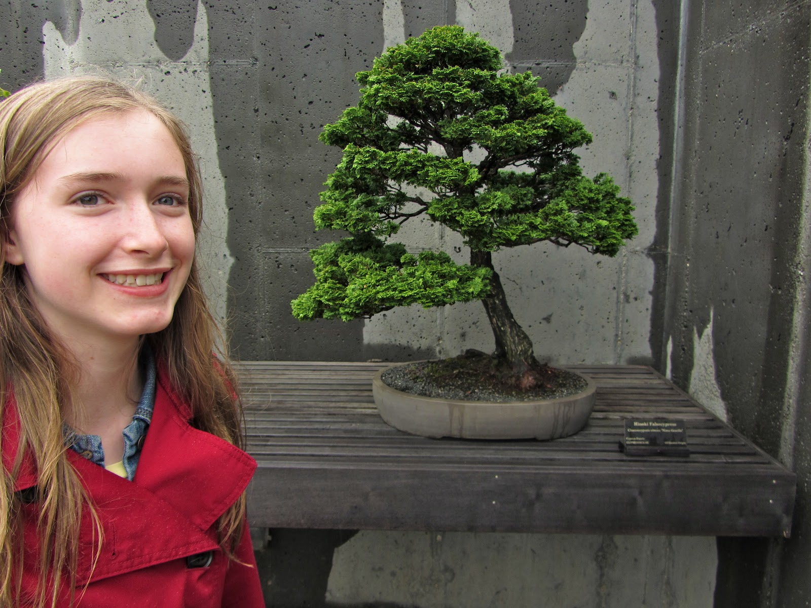 Asheville Bonsai Update Hello, Japan!