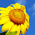 Yellow Sunflower iPhone 6 Wallpaper