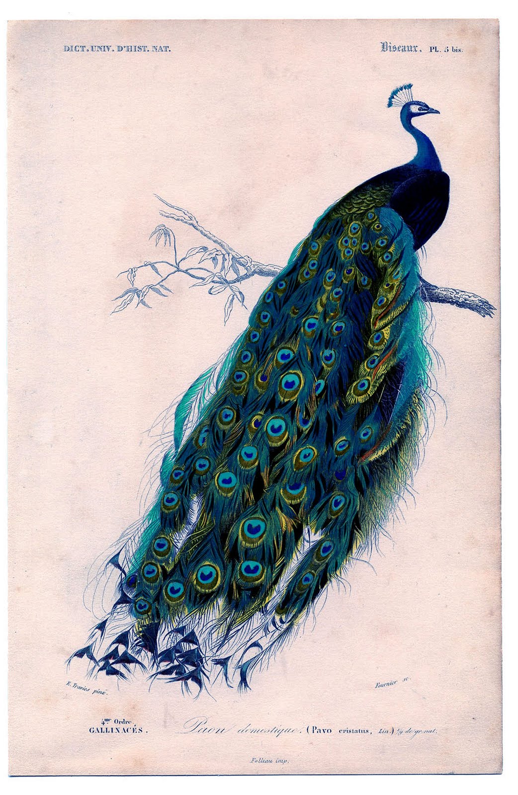 vintage peacock illustration