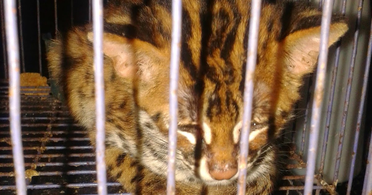ALFredyansyah: Jual murah Kucing Hutan / Blacan / macan akar