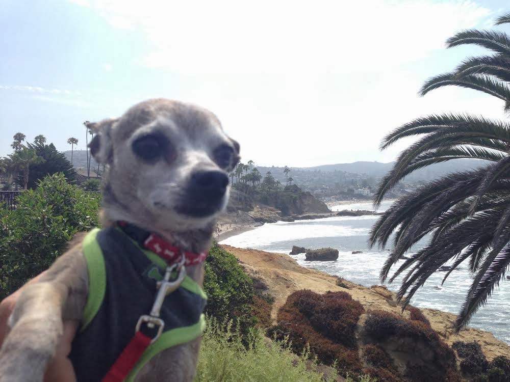 Laguna Beach Dog Friendly Hikes Laguna Beach Dog Friendly Hikes