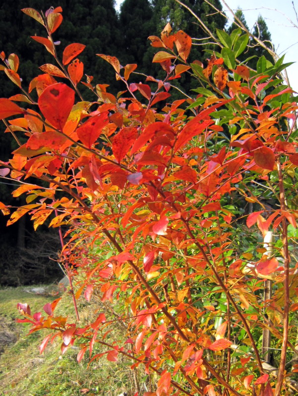 峠の気まま暮らし 紅葉 その3 ブルーベリー