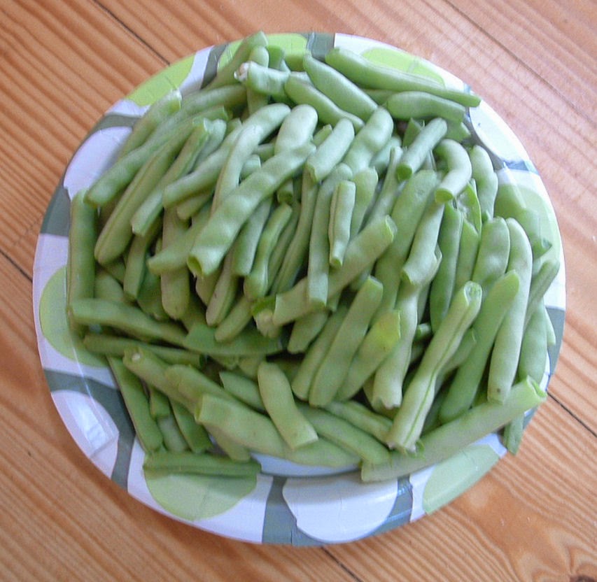 Blue Starr Gallery Half Runner Bean Conversations