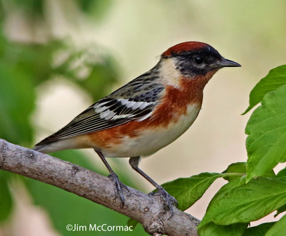 Ohio Birds and Biodiversity Magee Marsh Bird Trail