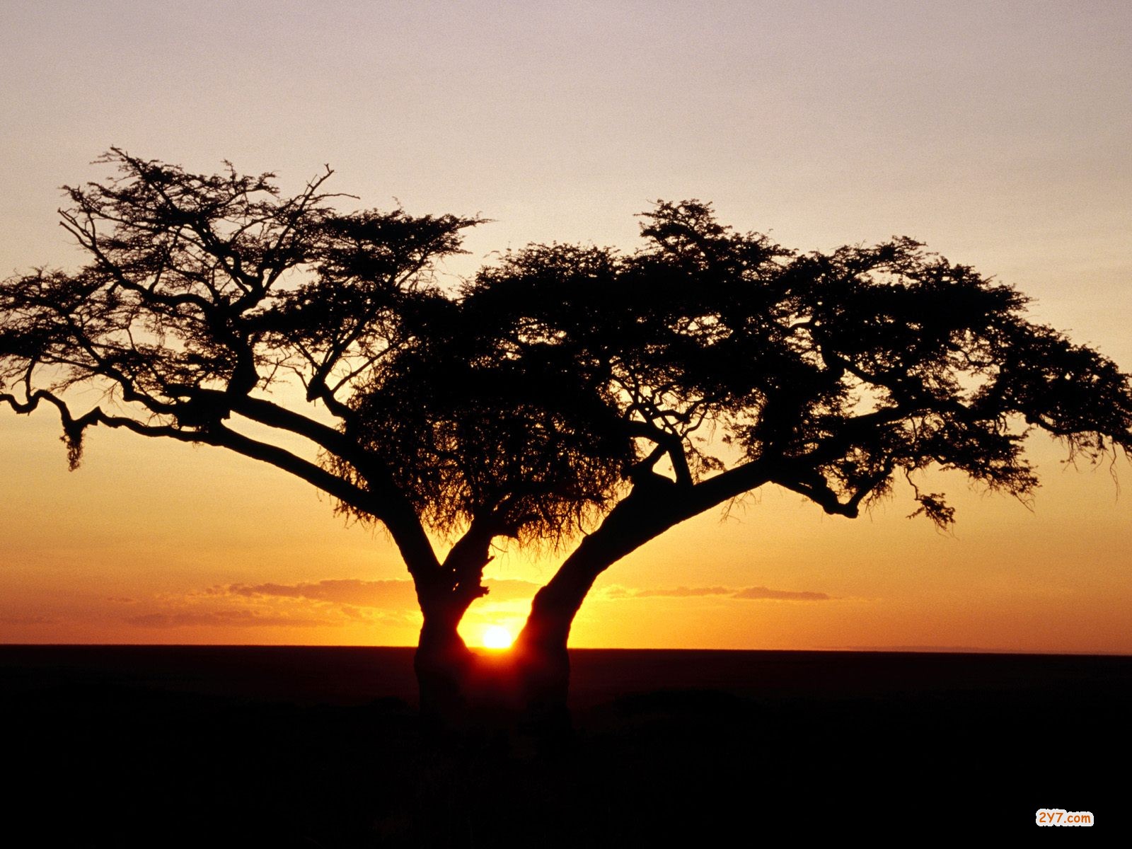 http://4.bp.blogspot.com/-iMSpoH-augU/Trhc9Quwu8I/AAAAAAAAAJ4/7-l84BF0rR4/s1600/Safari%2BSunrise%252C%2BAfrica%2B-%2B1600x1200%2B-%2BID%2B17989.jpg