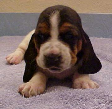 Basset Hounds Pictures