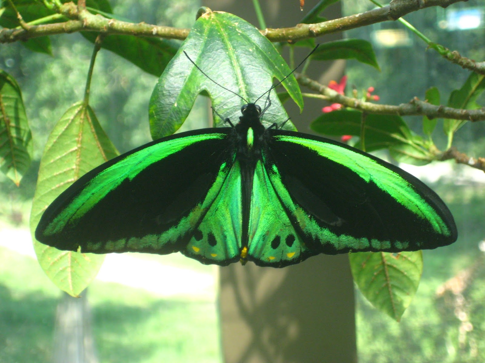 Metamorfosis kupukupu