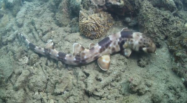 Ditemukan Ikan Hiu Baru yang Mampu Berjalan