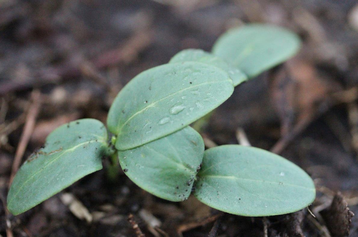 Garden Fresh Small Town Fashionista