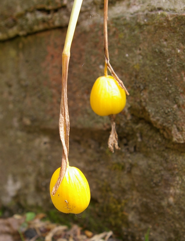 John Grimshaw's Garden Diary Golden balls
