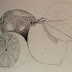 10+ Best For Pencil Fruits And Vegetables Drawing Images