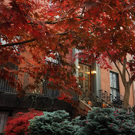 Fall colors in Boston, MA.