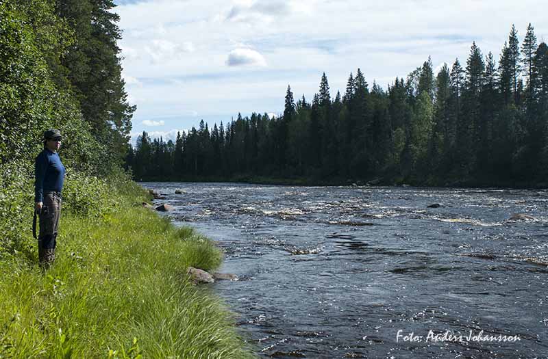 Vildlaxens väg Råneälven