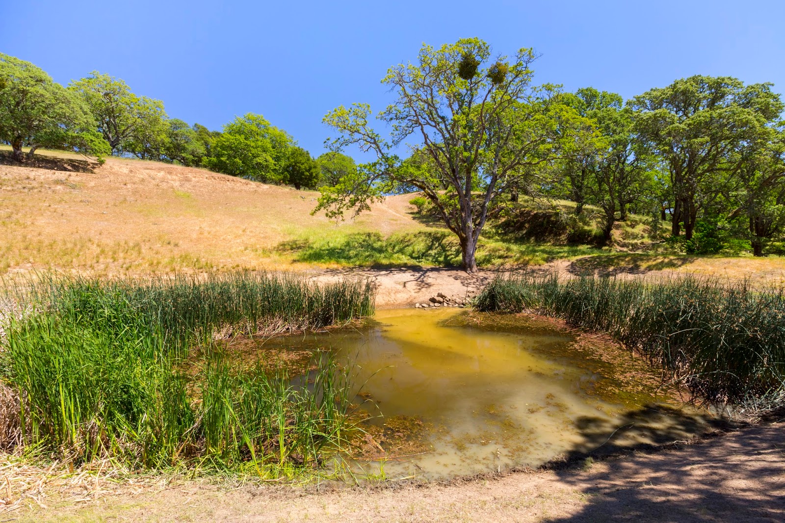 Naturetastic Blog Augustin Bernal Park Pleasanton, CA (5112014)