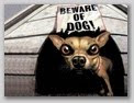 Funny Dog Pictures