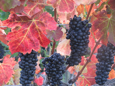 Grapes Ready to Harvest