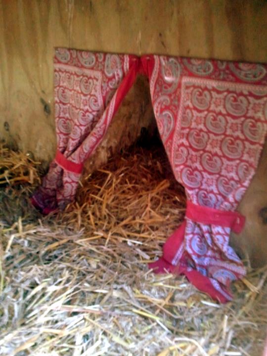 Converting a Dog House for Ducks Easy DIY Project Fresh Eggs Daily®