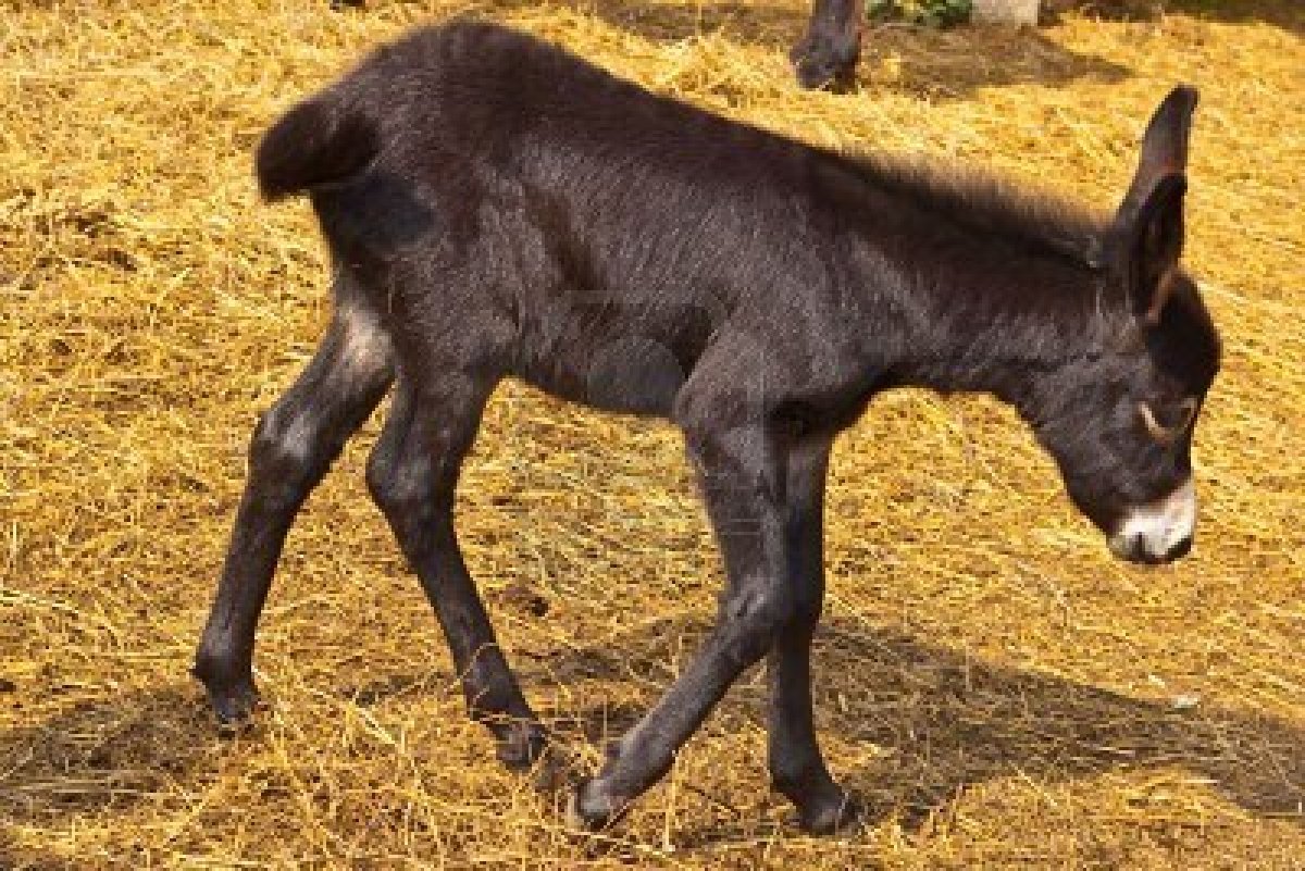 donkey mate horse | just b.CAUSE donkey mate horse | just b.CAUSE