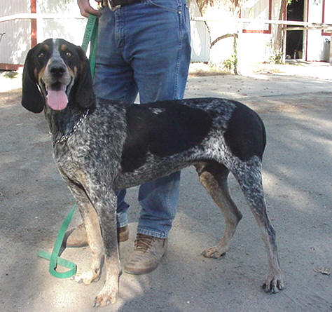 Blue Hound Tick
