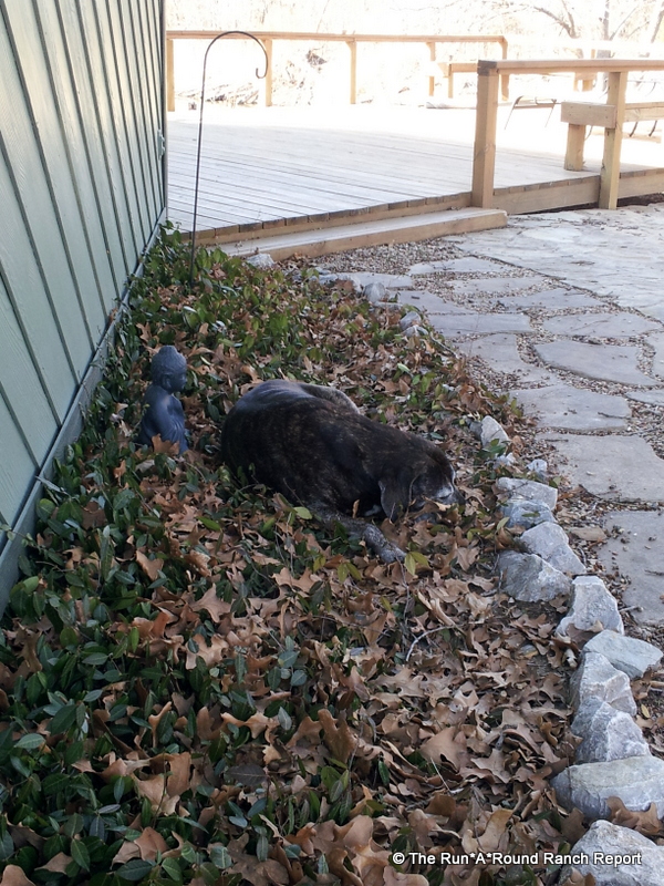 Dog Friendly Ground Cover Australia Dog Friendly Ground Cover Australia