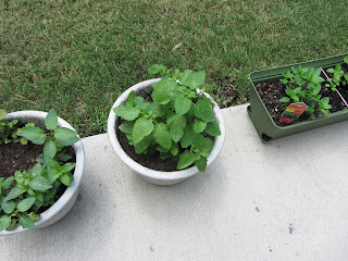 Gardening with Bobbins of Basil | bobbinsofbasil.blogspot.com