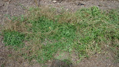 Rumput Kering Rumput Kering Pakan Kelinci