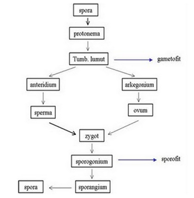 Wiku Hapsara S Blog Gambar Metagenesis Tumbuhan Lumut Bryophyta