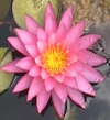 פרחי הלוטוס, שגדלים במים מותפלים