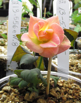 Apricot and yellow rose seedling