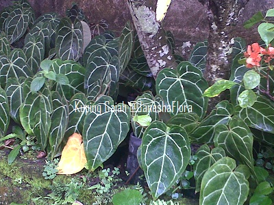 Tanamam Kuping Gajah Anthurium Crystalinum Ganesha Flora Bali