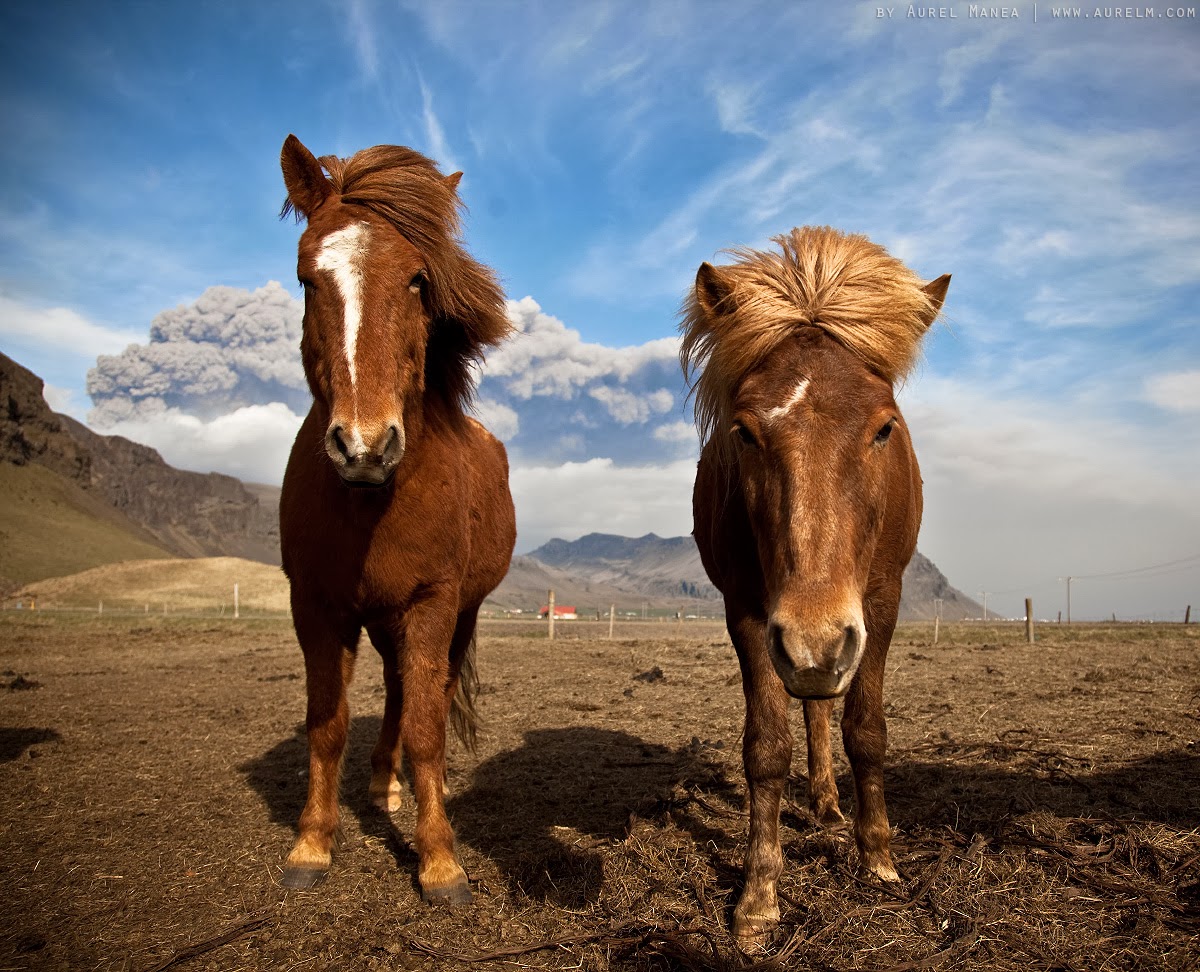  Islandia 24 Noticias y viajes a Islandia Caballos en Islandia