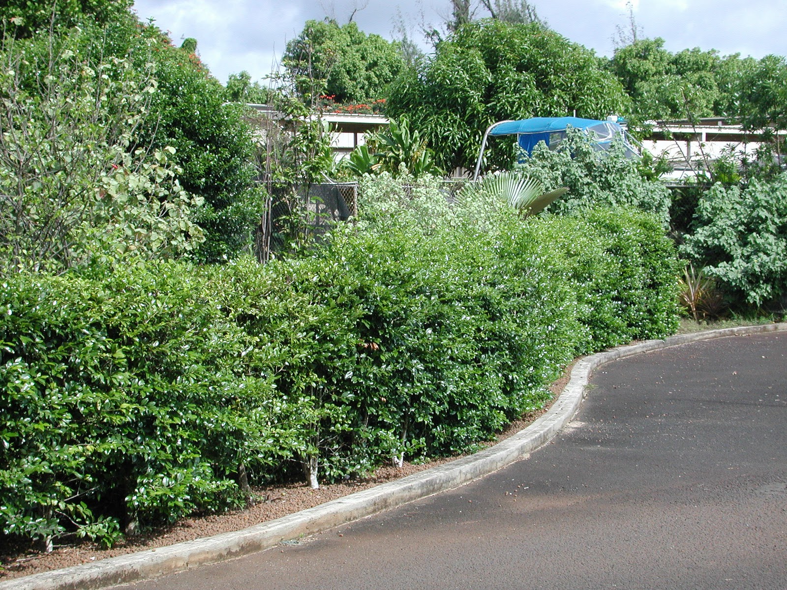 Hawaii Horticulture Hawaiian Plants as Hedges