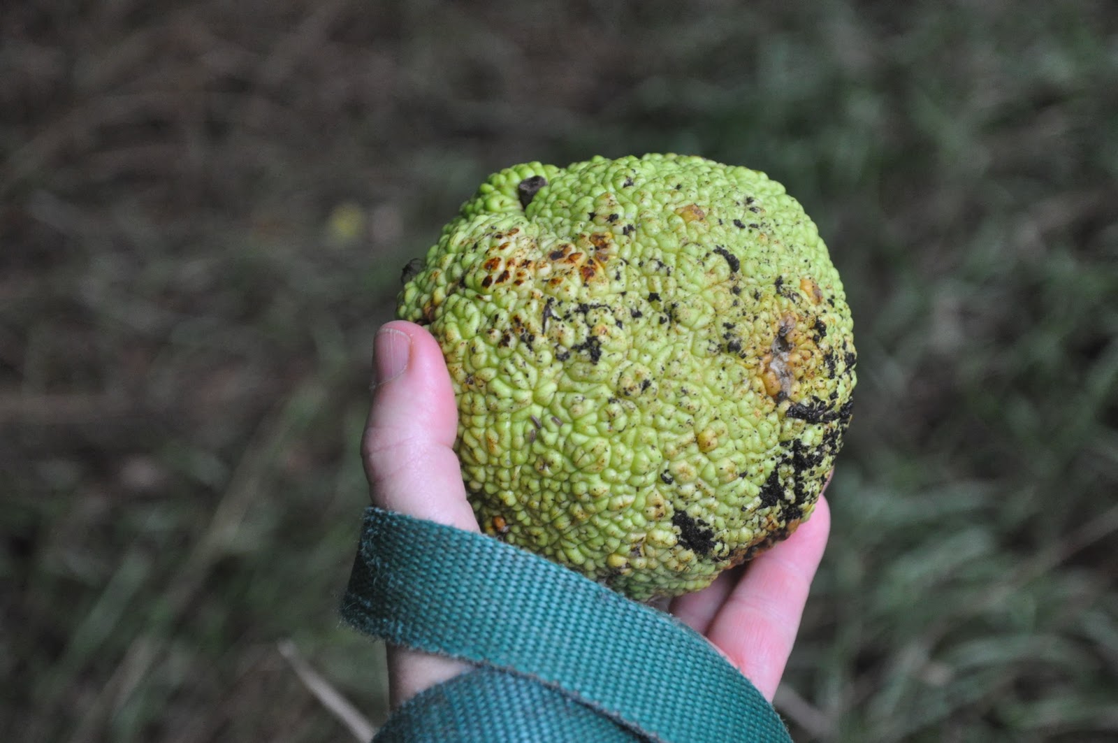 An Adirondack Naturalist in Illinois Things Falling from Trees
