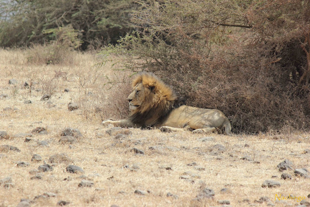 5 de agosto de 2012. El Ngorongoro. - 15 días de Safari y playa (9)