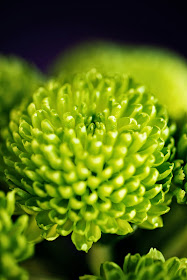 Green Chrysanthemum © Louise Jolley Photography