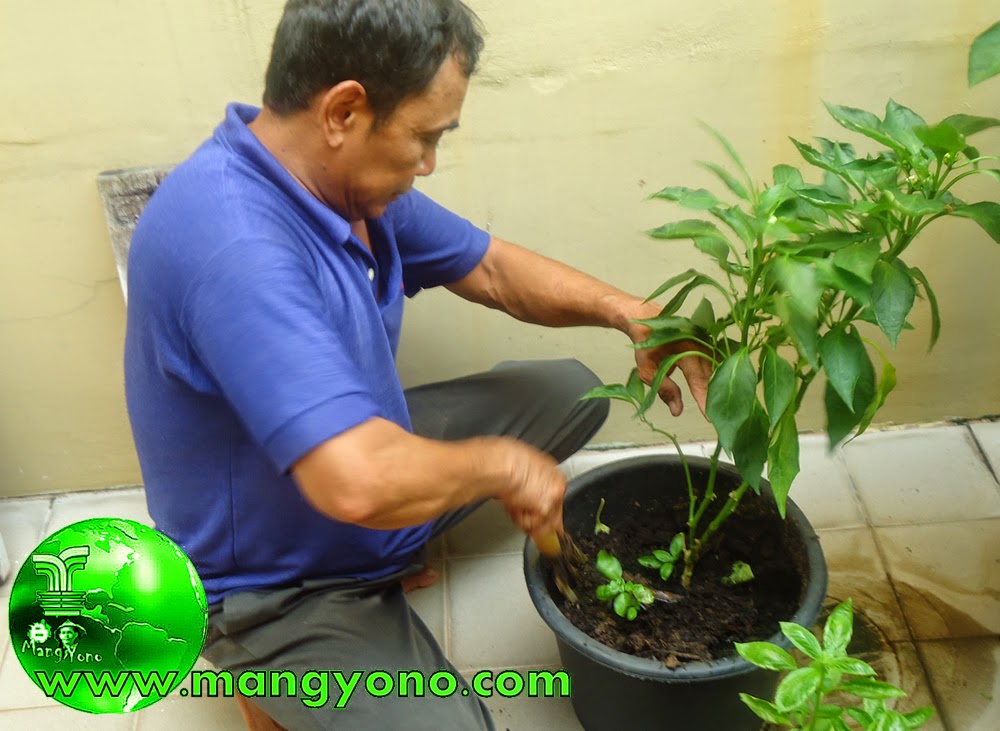 Mas Sukri sedang menimbun kompos di tiap - tiap tanaman yang menggunakan pot. Poto jepretan Admin 15/11/2014 Mas Sukri sedang menimbun kompos di tiap - tiap tanaman yang menggunakan pot. Poto jepretan Admin 15/11/2014