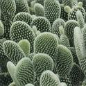 Benefits cactus Benefits cactus