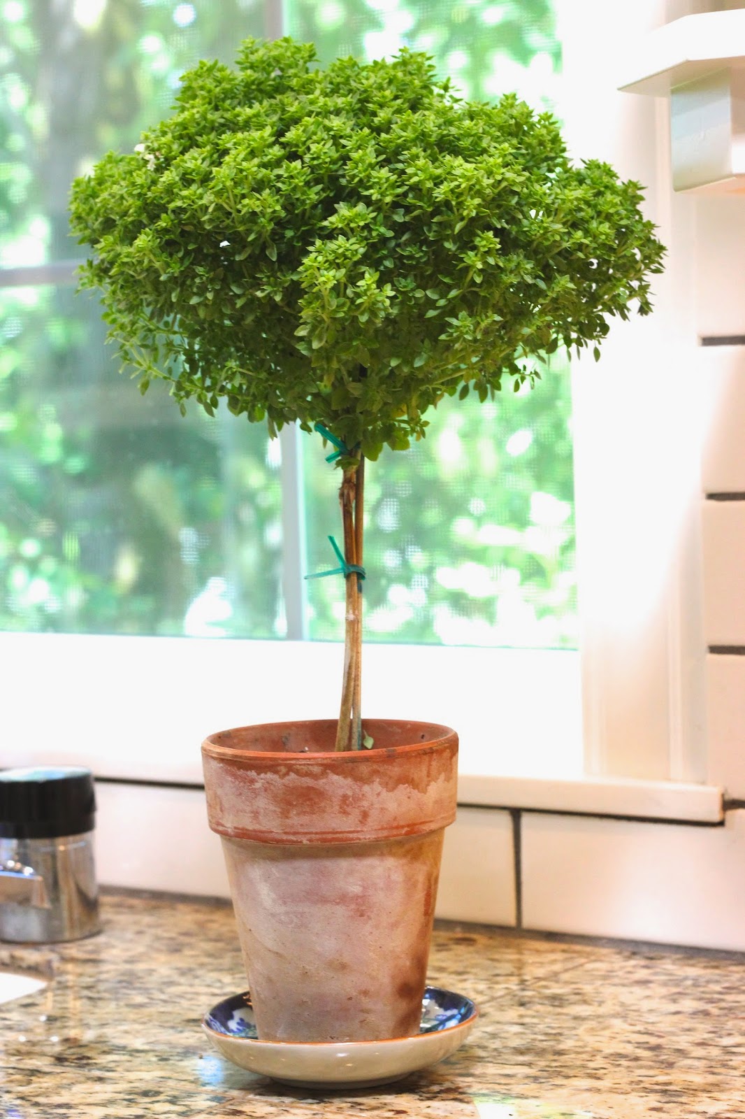 Home Depot Basil Topiary Home Depot Basil Topiary