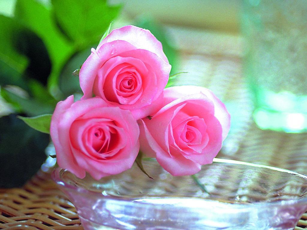 The-Rose-of-Love-roses-13967145-1024-768.jpg