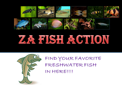 ZA FISH ACTION