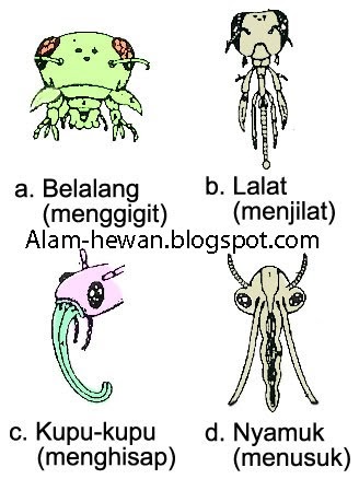 Tipe Alat Mulut Serangga