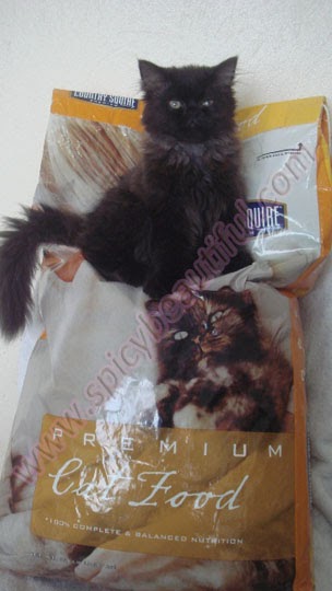 Friskies Canned Cat Food Kills Cats Friskies Canned Cat Food Kills Cats