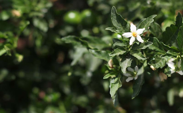 Solanum Pseudocapsicum